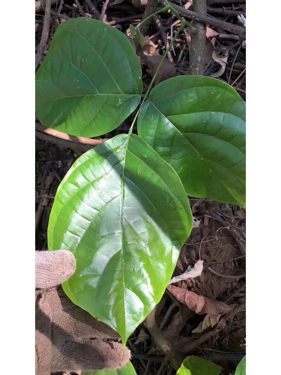 鸡血藤又名血龙藤,九.@张张zhang聊健康的动态