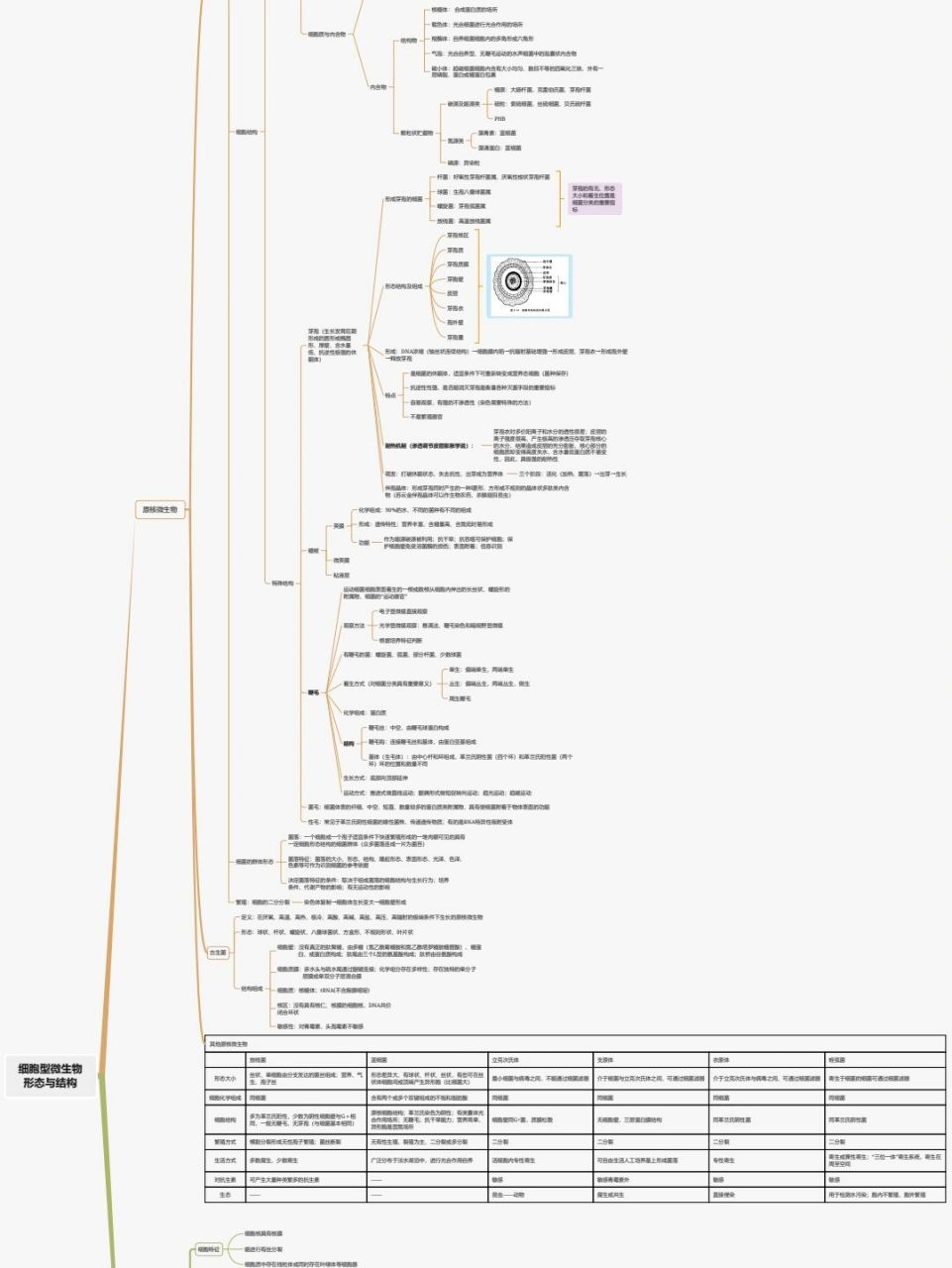 微生物思维导图高中图片