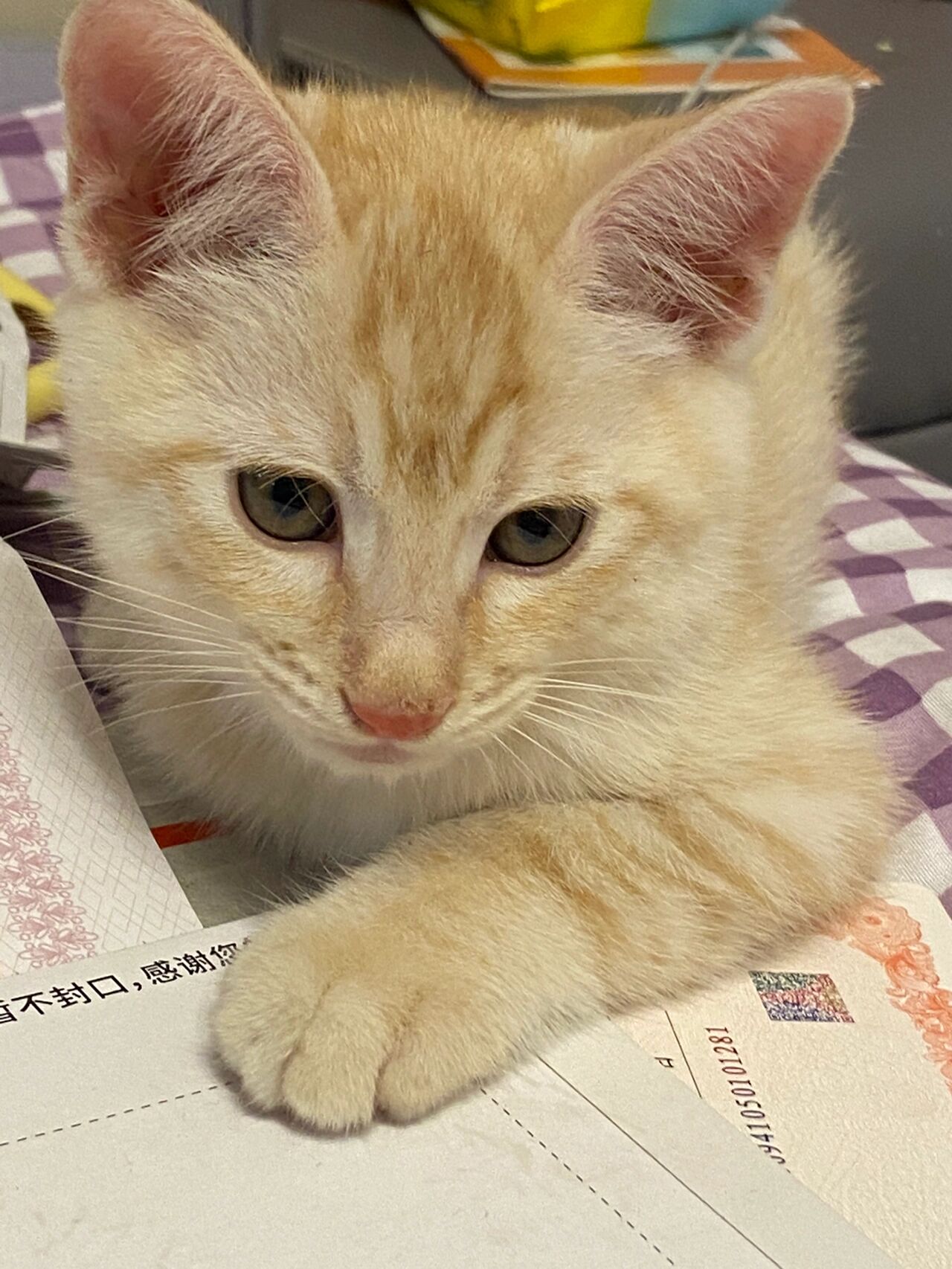 浅色橘猫 这是前段时间花50大洋买的小猫咪,一眼就相中了,前几天带着