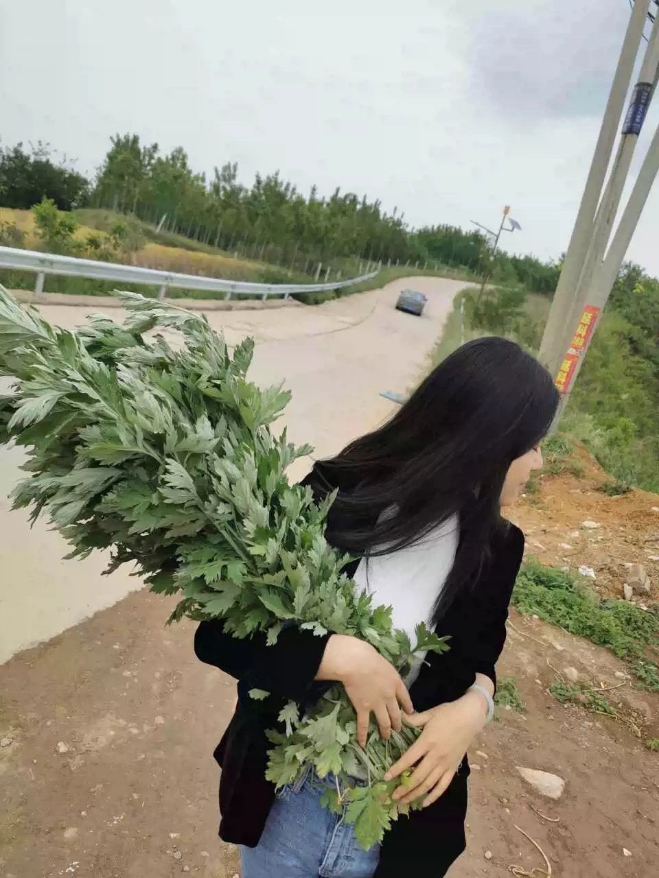 正宗的艾草 正宗的艾草,以前拔的都是水蒿.