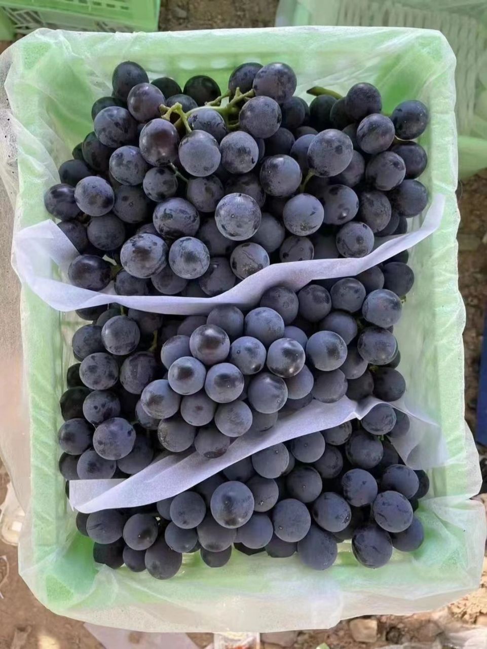 夏黑葡萄(蓝莓葡萄) 99夏黑葡萄(蓝莓葡萄),国内最甜的葡萄品种之一