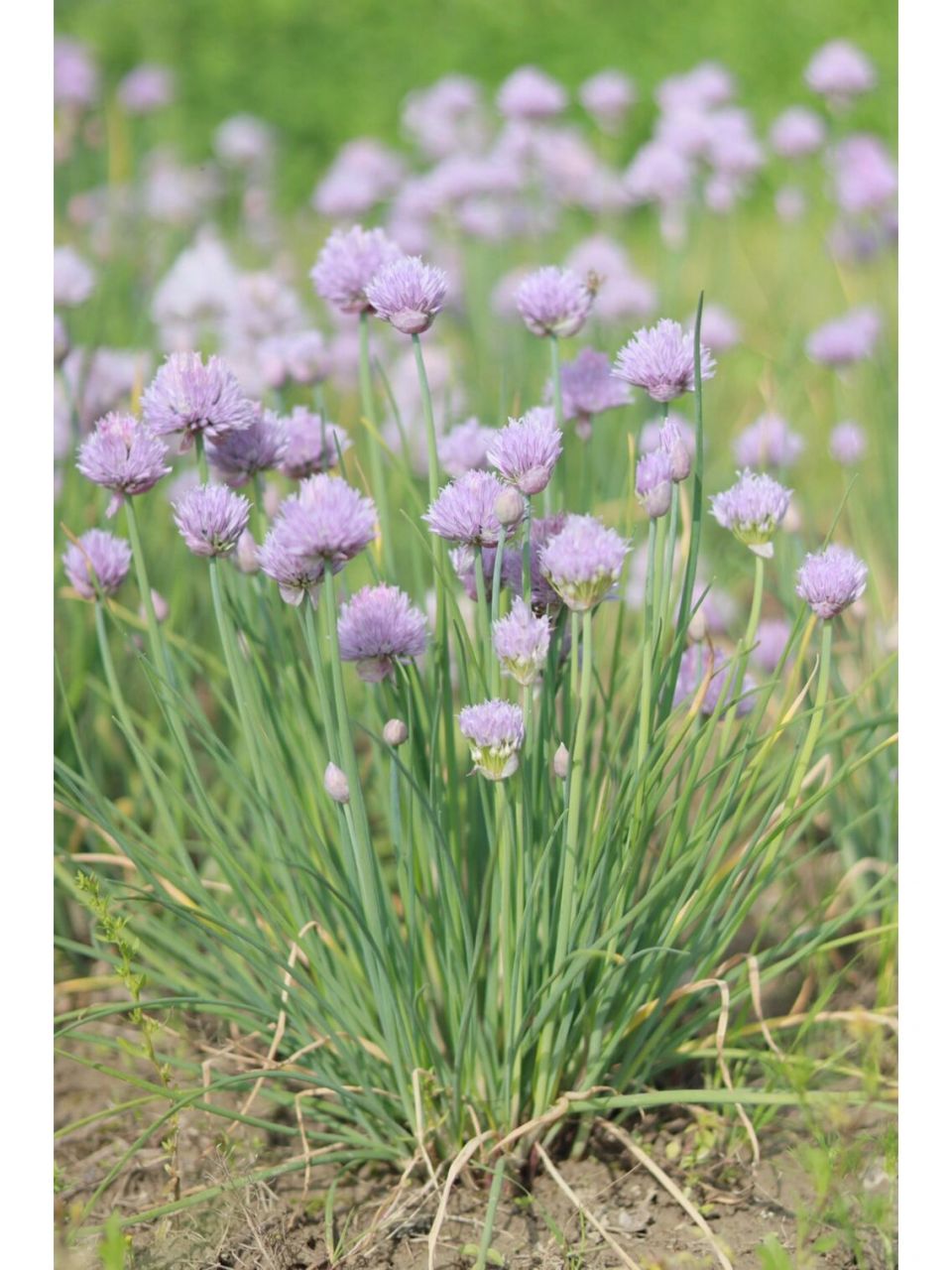 00虾夷葱 ,又称小葱,细香葱,香葱,或直接简称为葱,是葱属植物的一