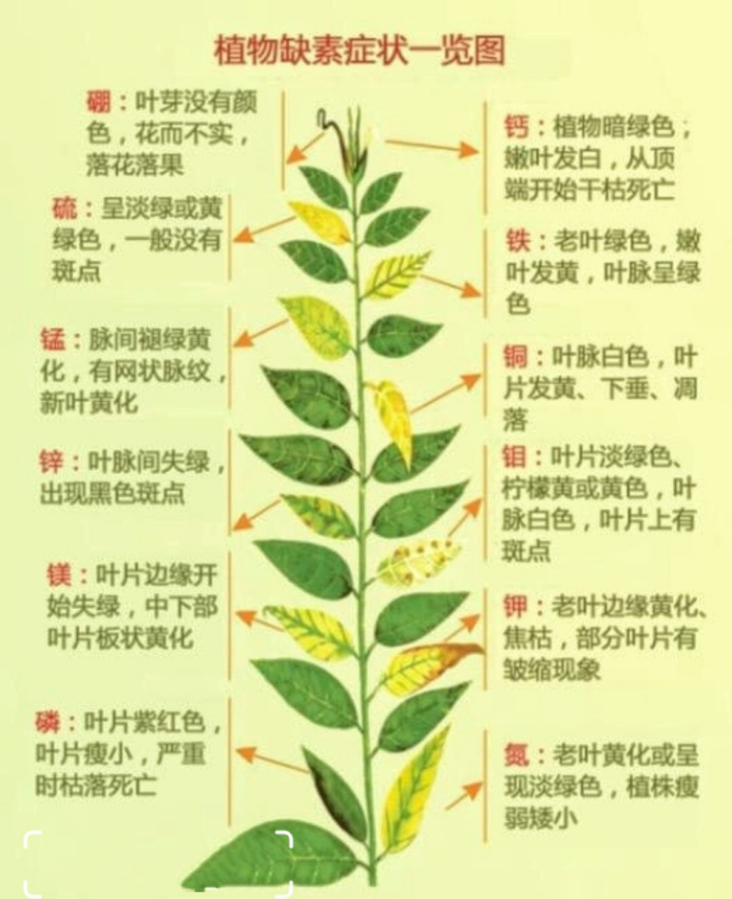 植物缺乏营养元素一览表 一片叶子的一生 一片叶子就知道你的植物缺