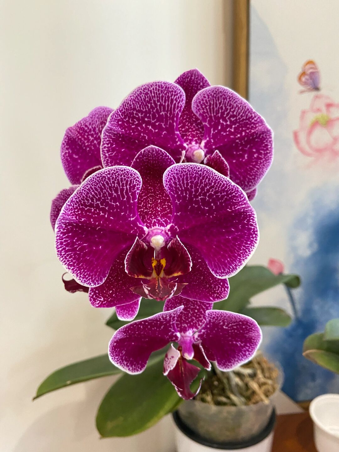 法国斑蝴蝶兰 没想到普通品种也挺惊喜的好看,龙猫大舌头,金边番茄