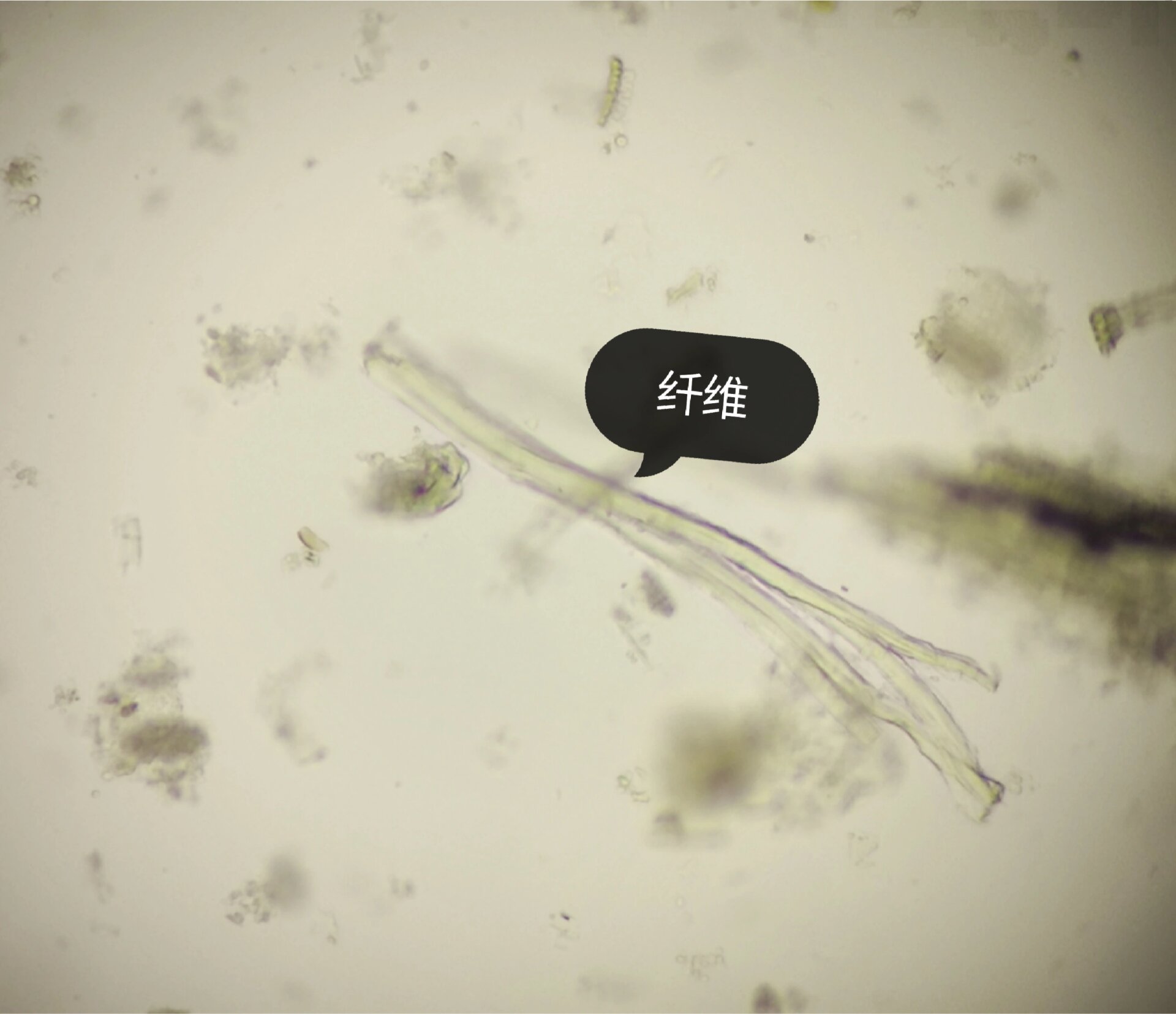 366木栓细胞:多角形,垂周壁薄,有的细波状弯曲. 46