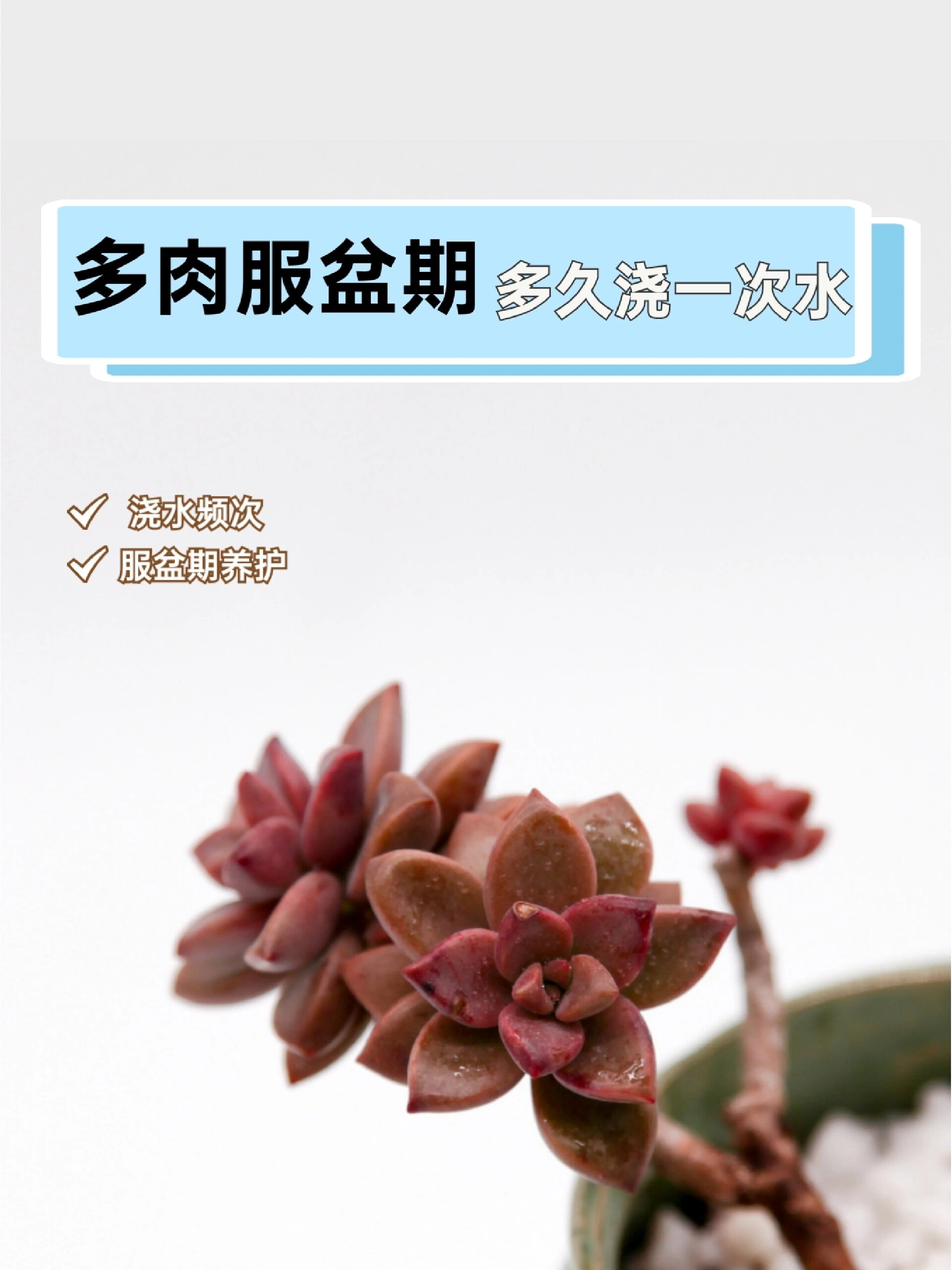 97浇水频次:多肉在服盆期间,可以3-4天浇水一次,在服盆期多肉需水量