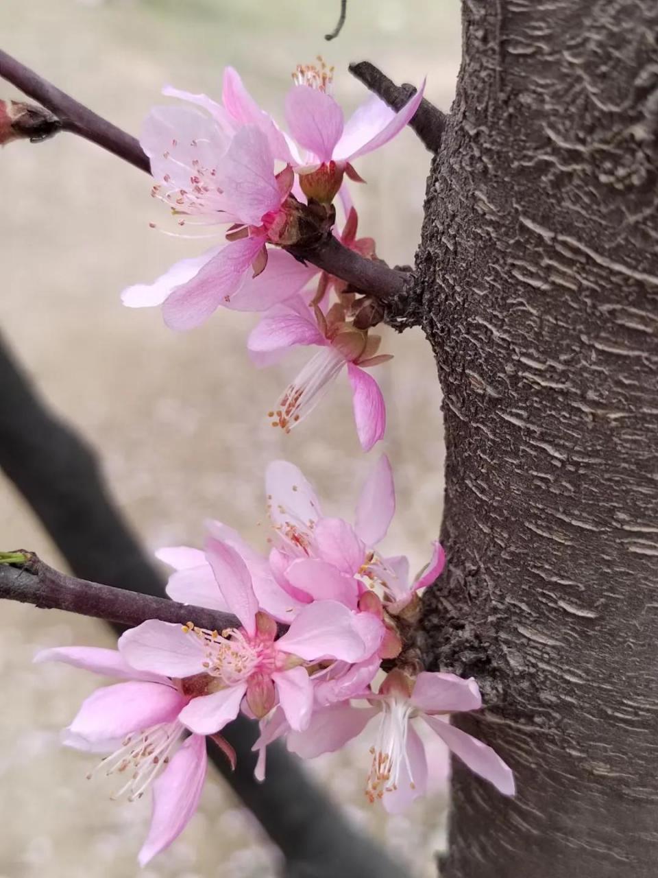 雲南詩會 有人說人的一生聽雨有三個境界: 少年聽雨歌樓上,紅燭昏羅