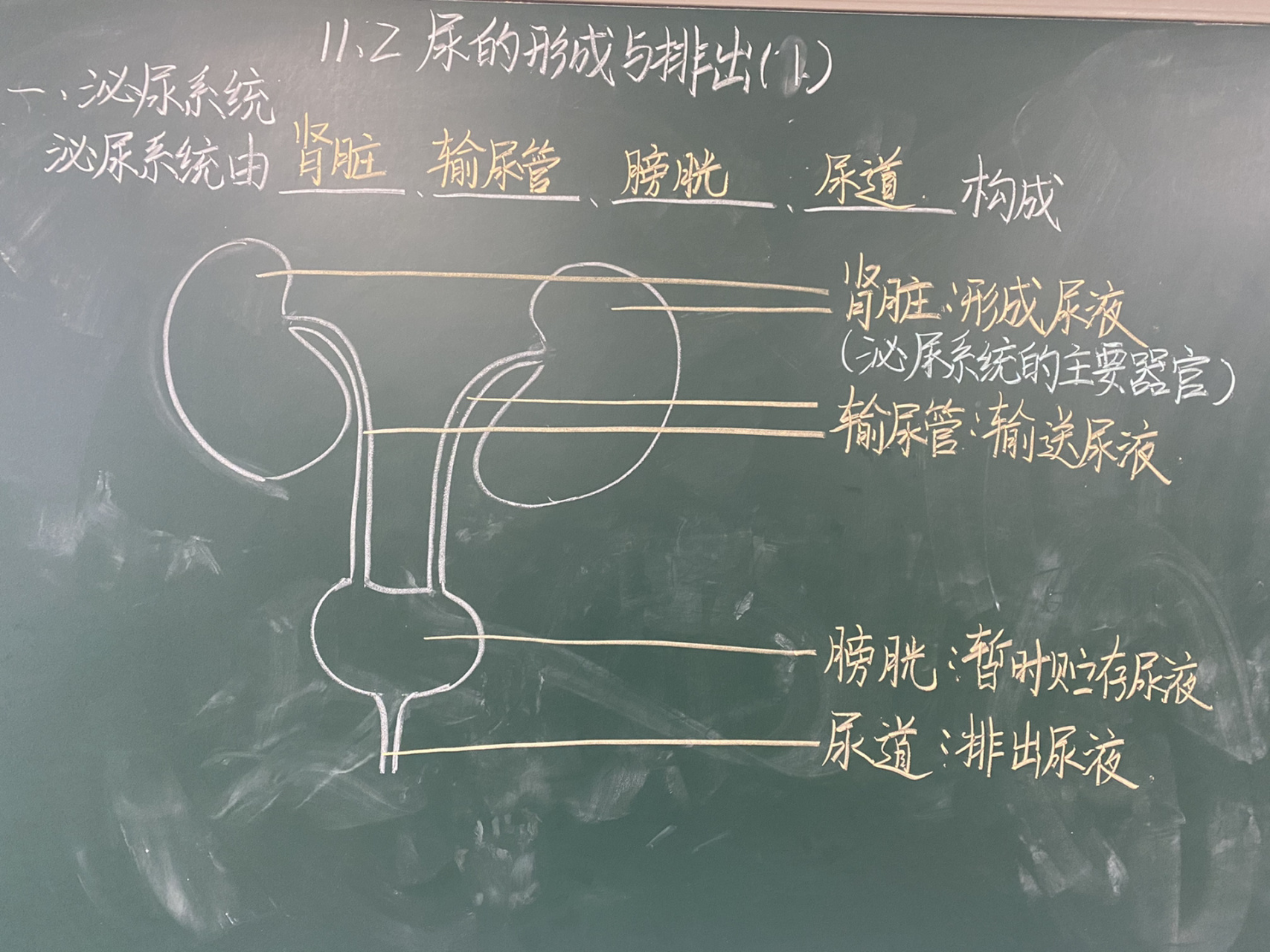 尿液的形成与排出 第一课时