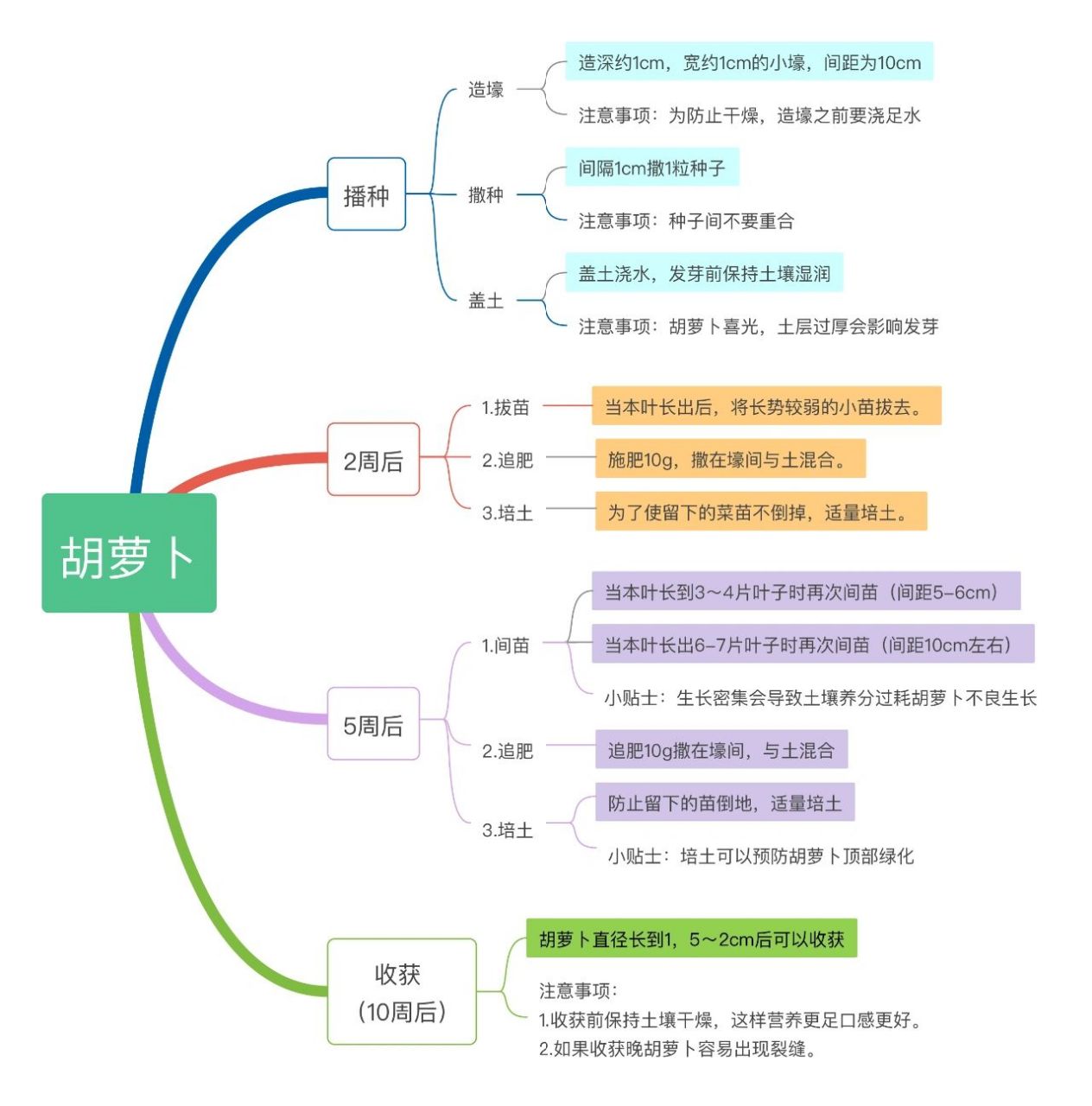 胡萝卜种植时间和方法图片