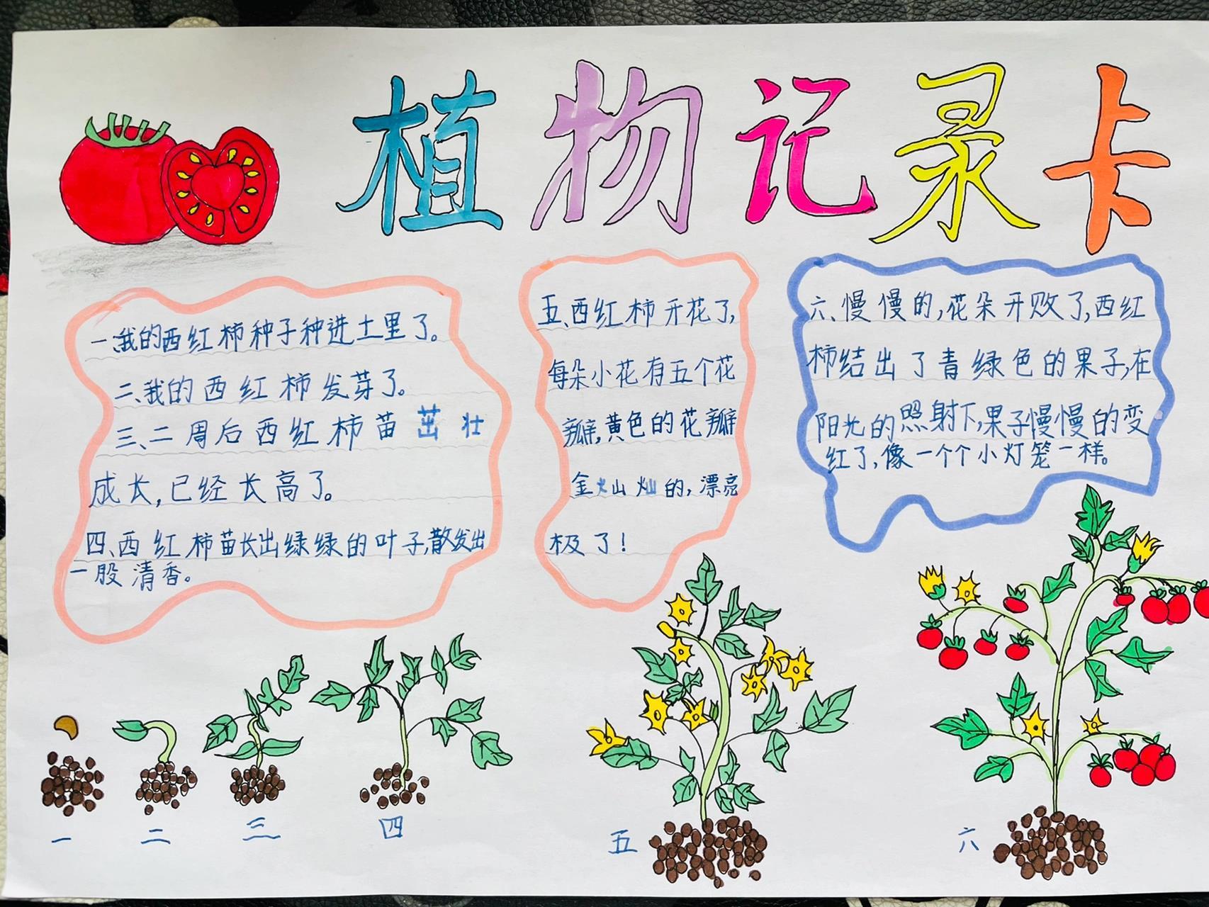 三年级孩子的手抄报《植物生长过程》97 献给3.