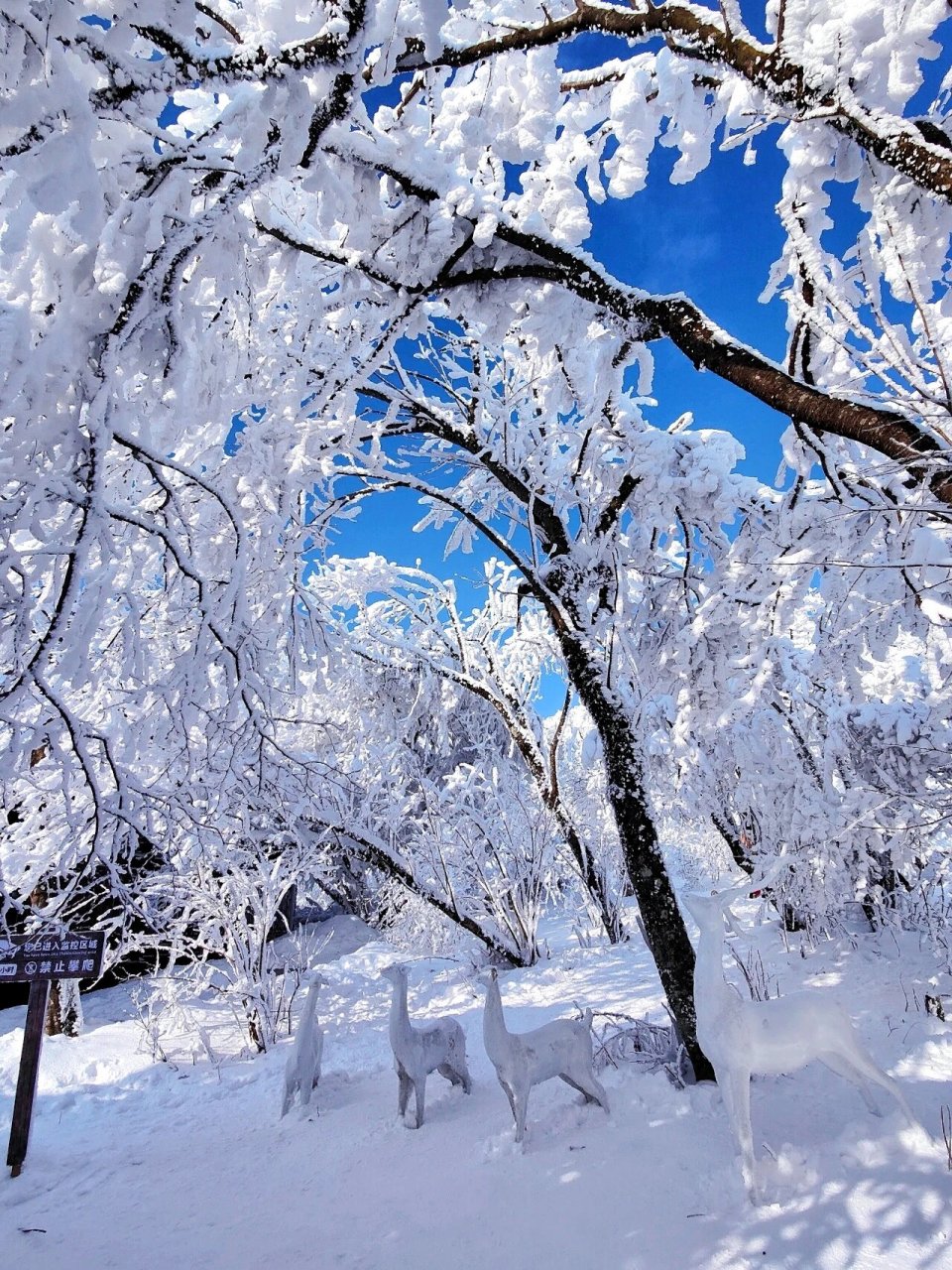 冬天赏雪爬山好去处,一起走进这云端的"冰雪世界"龙头山,登高望远赏