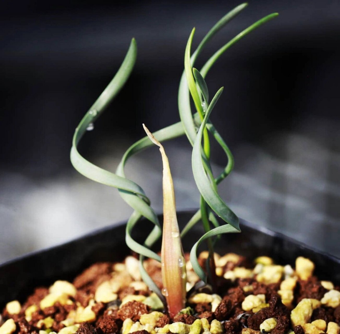 神奇植物之cyrtanthus helictus 石蒜科垂筒花属,生长于东开普省稀疏