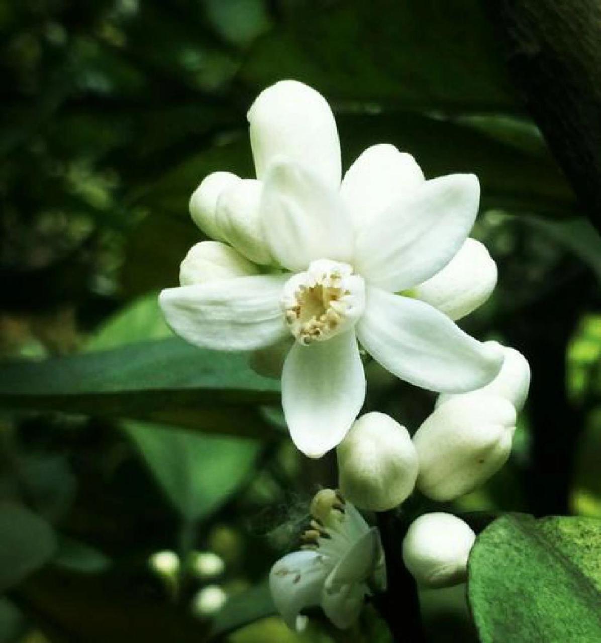 橘子花的花语和寓意图片