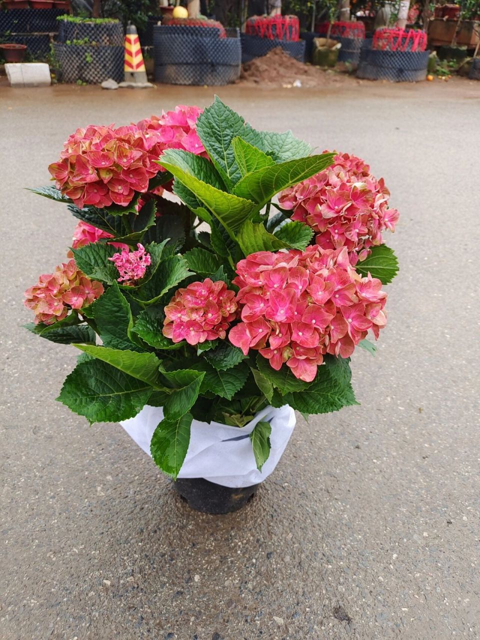 绣球 魔幻红宝石 拉丁学名: hydrangea macrophylla (thunb.) ser.