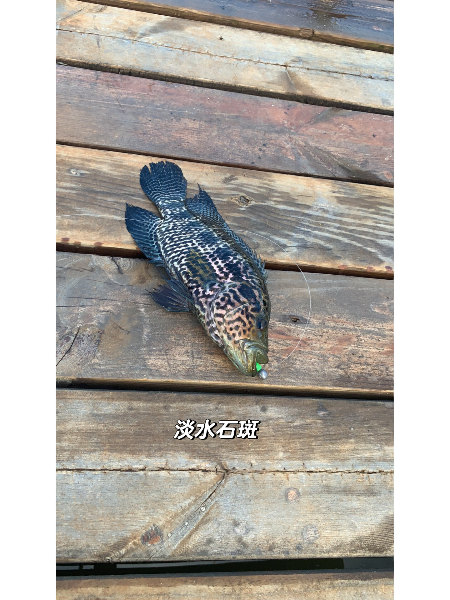 路亚鱼种淡水石斑