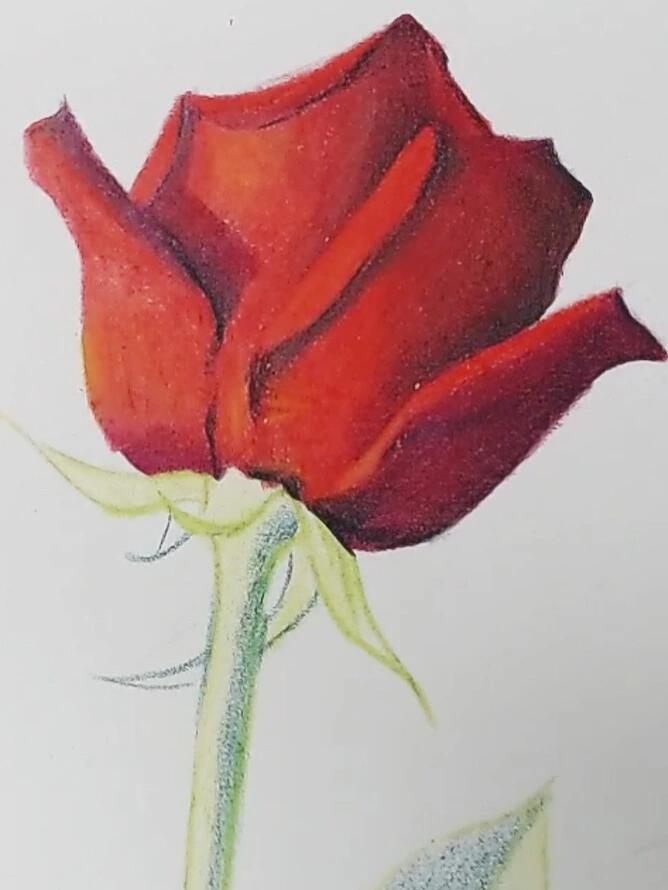 彩铅画|玫瑰教程,中秋快乐