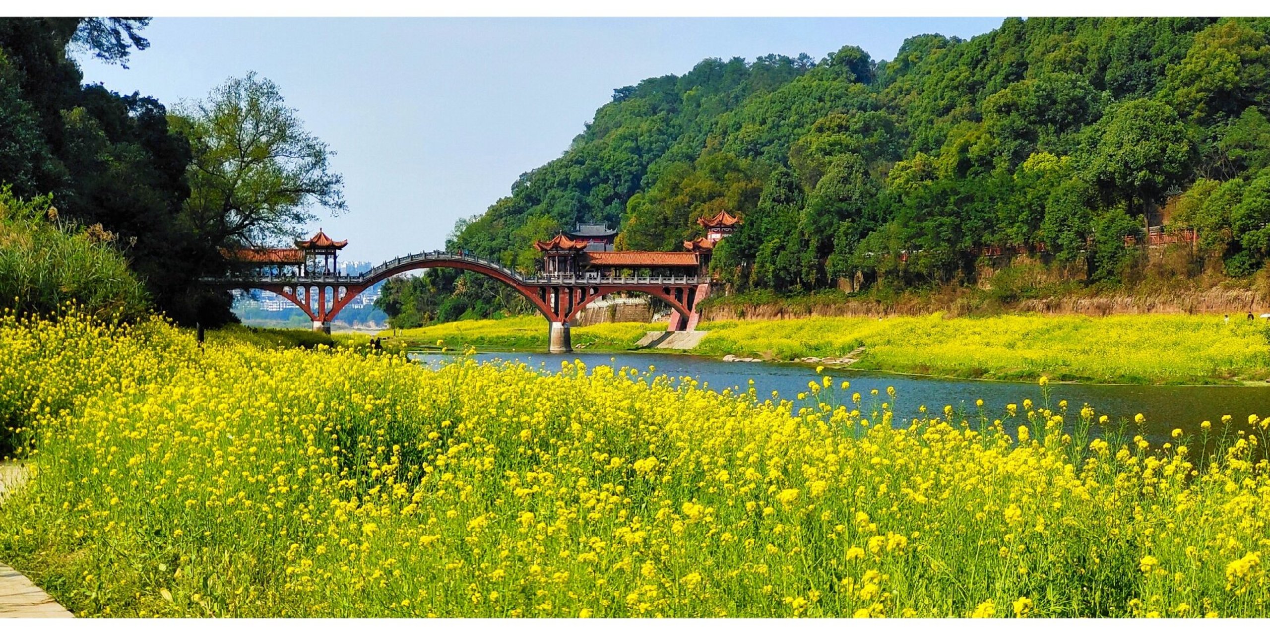 春天的乌尤寺(乐山) 乐山大佛乌尤寺景区,风景很美,花开一般在2月底到
