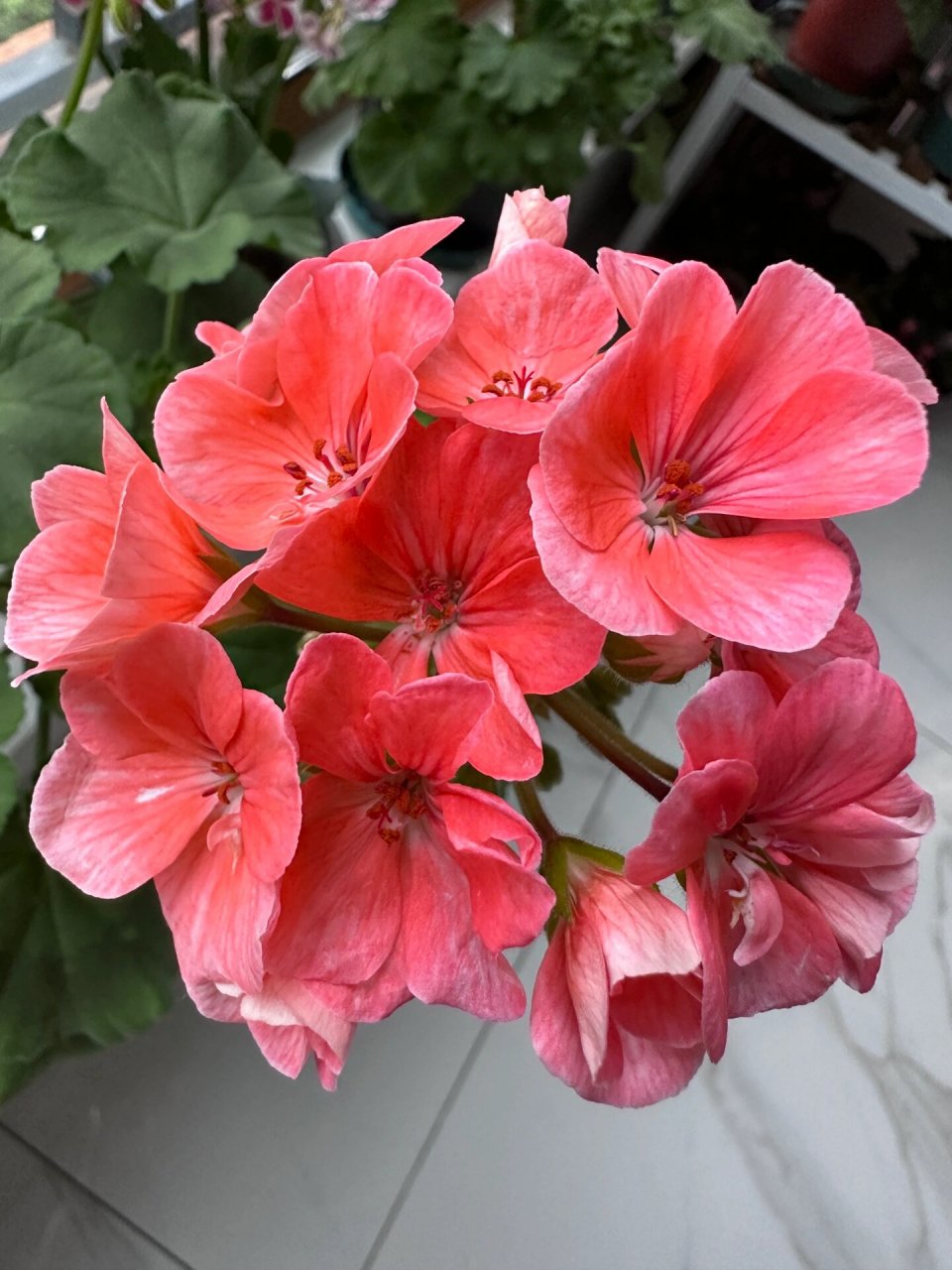 天竺葵 大山宫 一枝还没完全开放的花花