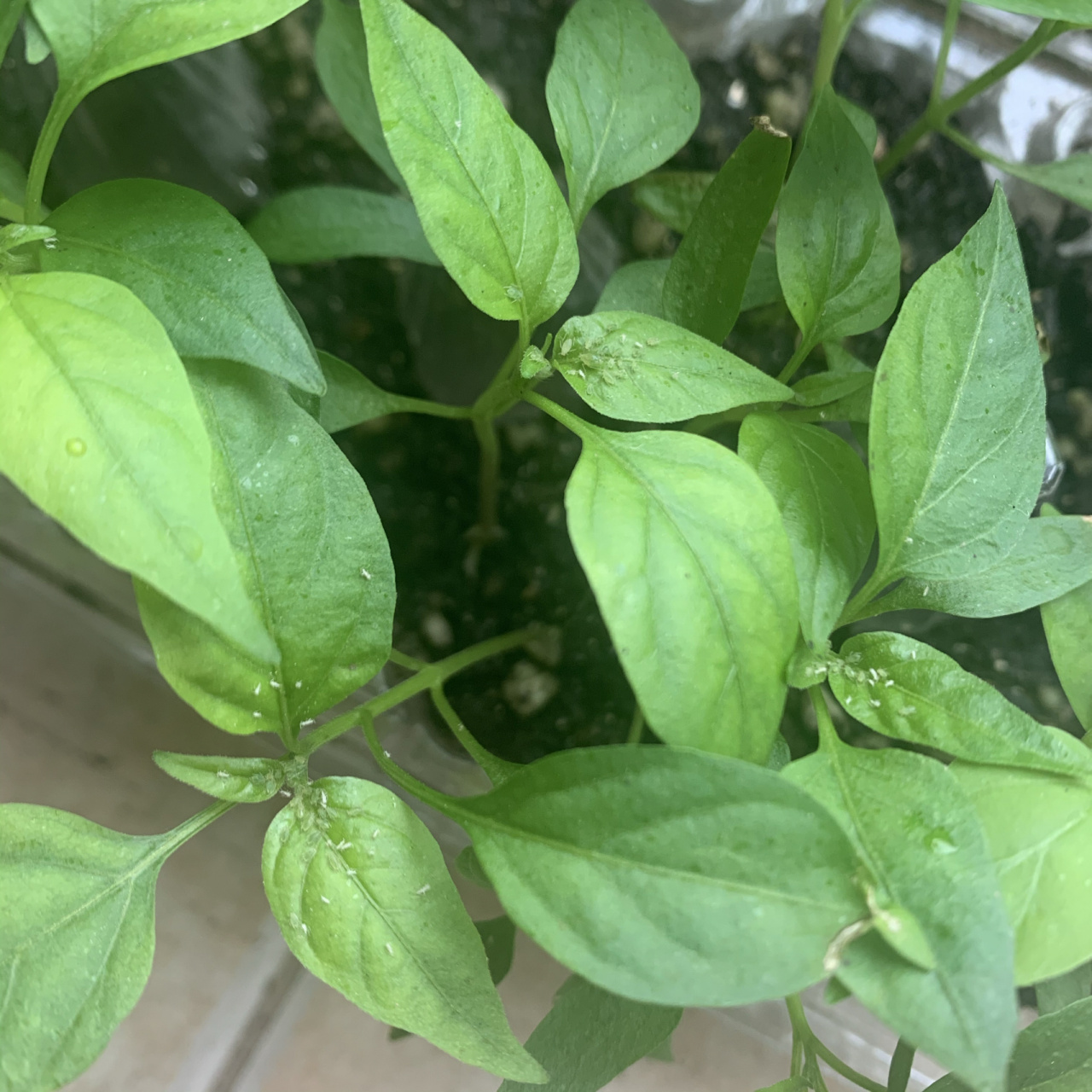 辣椒苗上白色小虫子是什么?