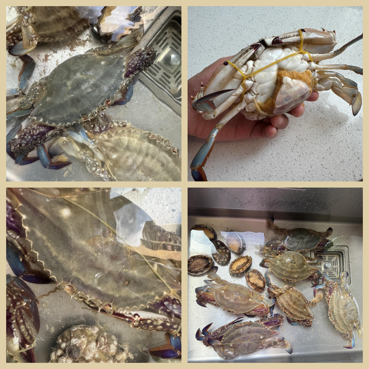 我买的梭子蟹竟然有籽!