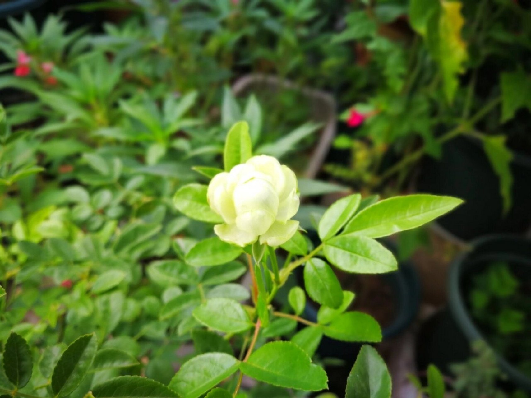 绿色的花花—独特的绿萼月季 96我一直少有花开绿色的花花,这棵"绿