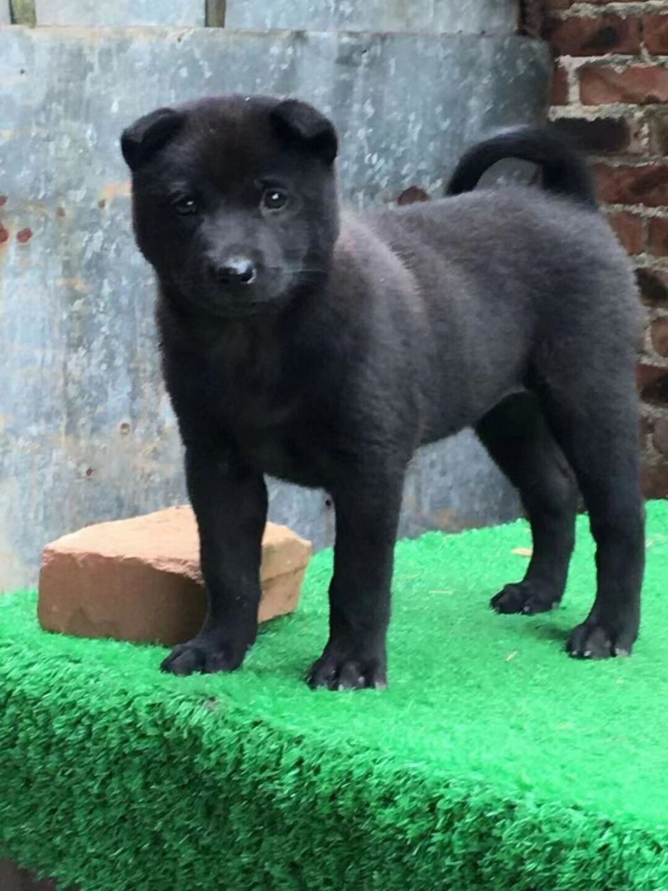 中华田园犬,极品纯黑母,黑狗黑舌,五黑神犬.右挂金钱尾