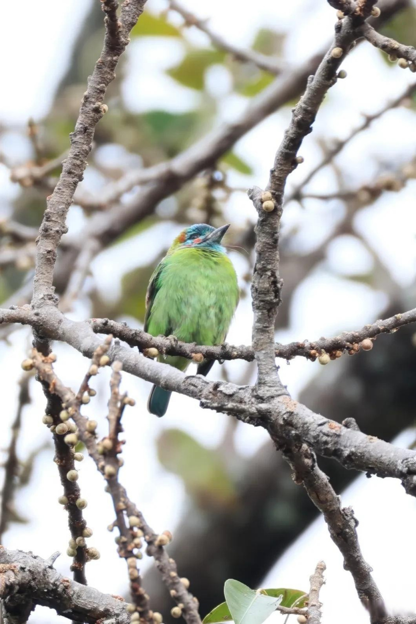 【百鸟志61图纪】 (357)◇70蓝耳拟啄木鸟70◇ (癸卯季冬,摄于