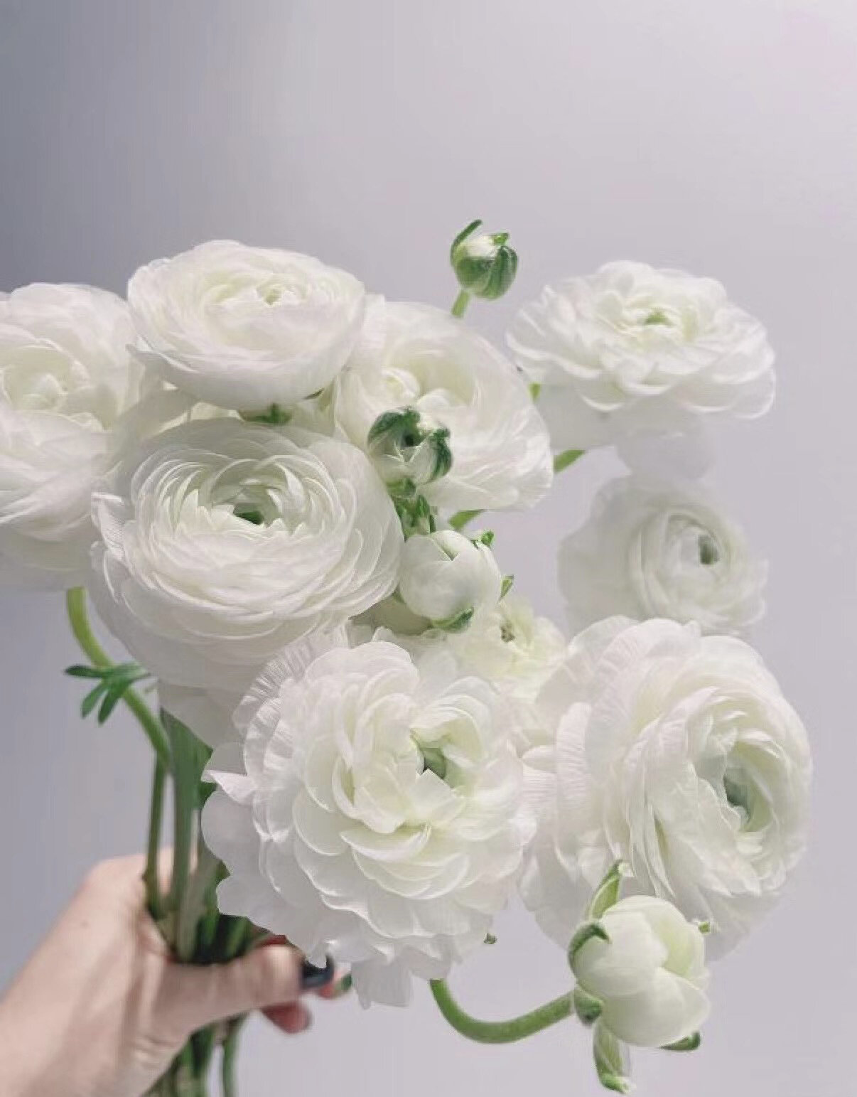 白色洋牡丹 今日识花🌻白色洋牡丹🌻 💓💓洋牡丹又名"花毛茛"