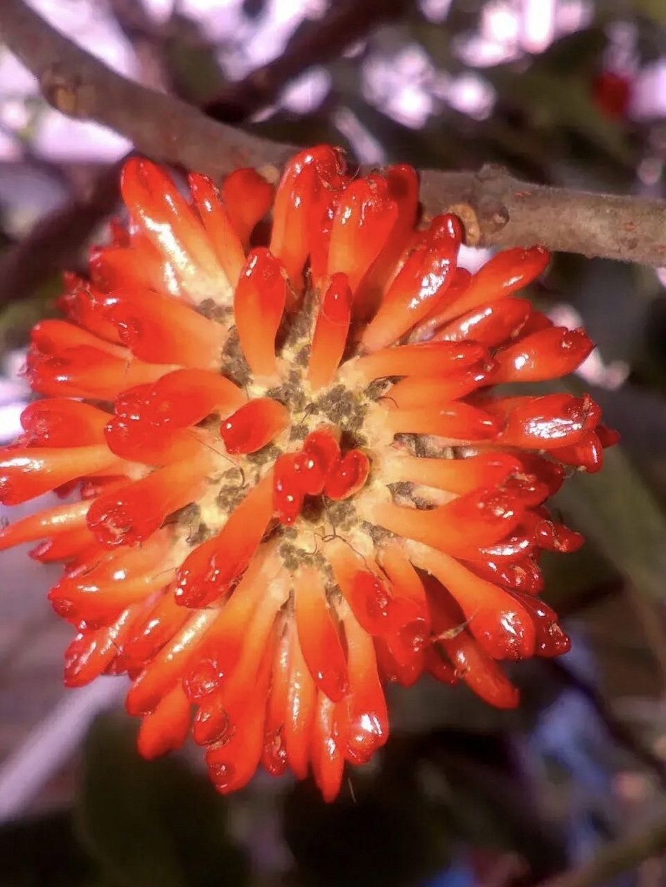 这种树每到夏天就会结很多果子,成熟后颜色是红的.