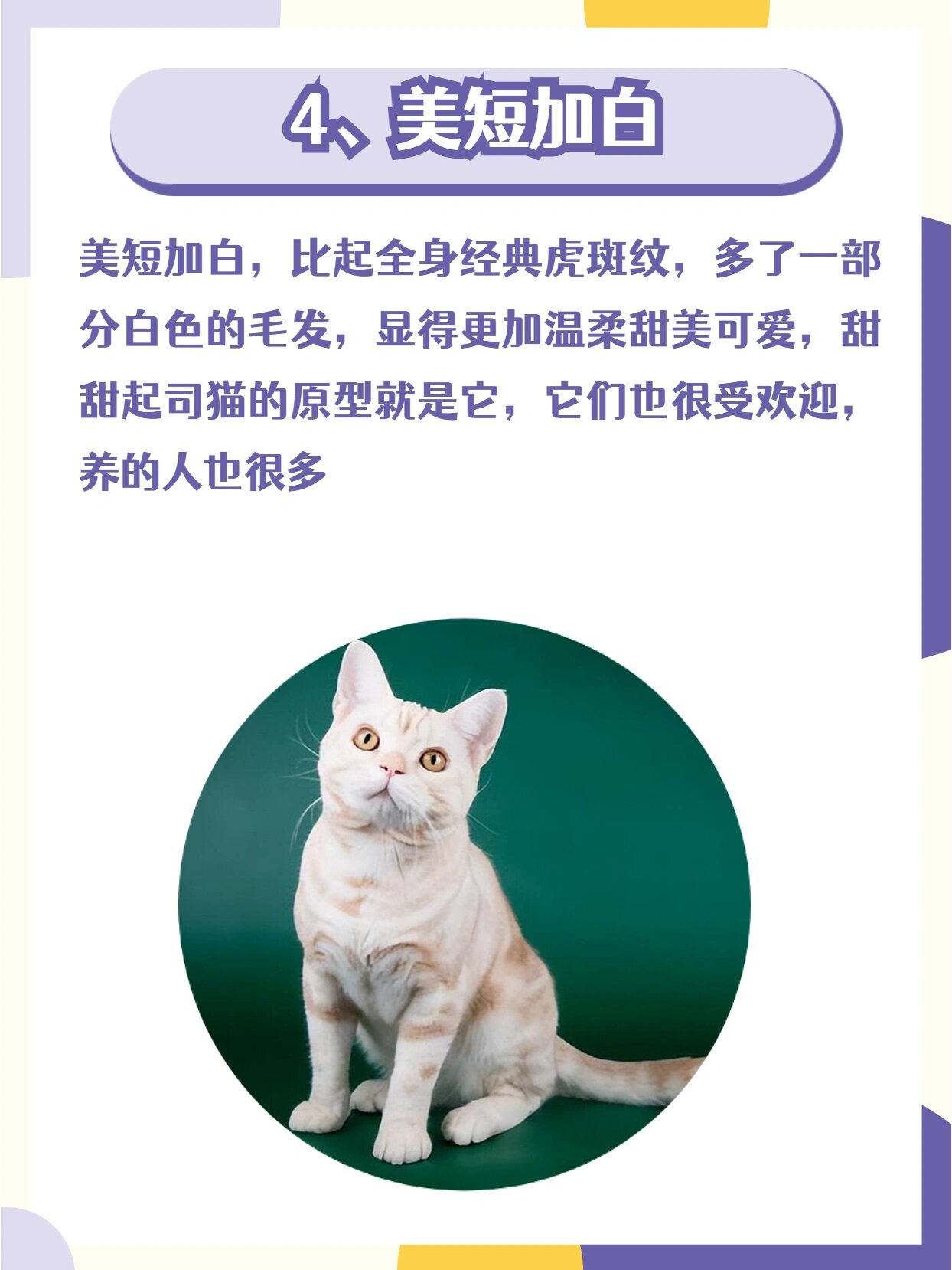 常见的76615种美短猫花色,你都认识吗?
