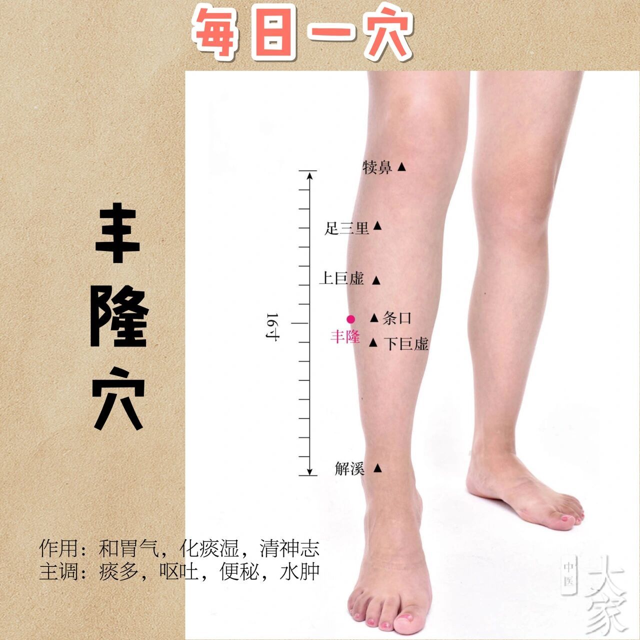 化痰排痰:艾灸丰隆穴 丰隆穴对现代人很重要,它可以去除高血脂,体内