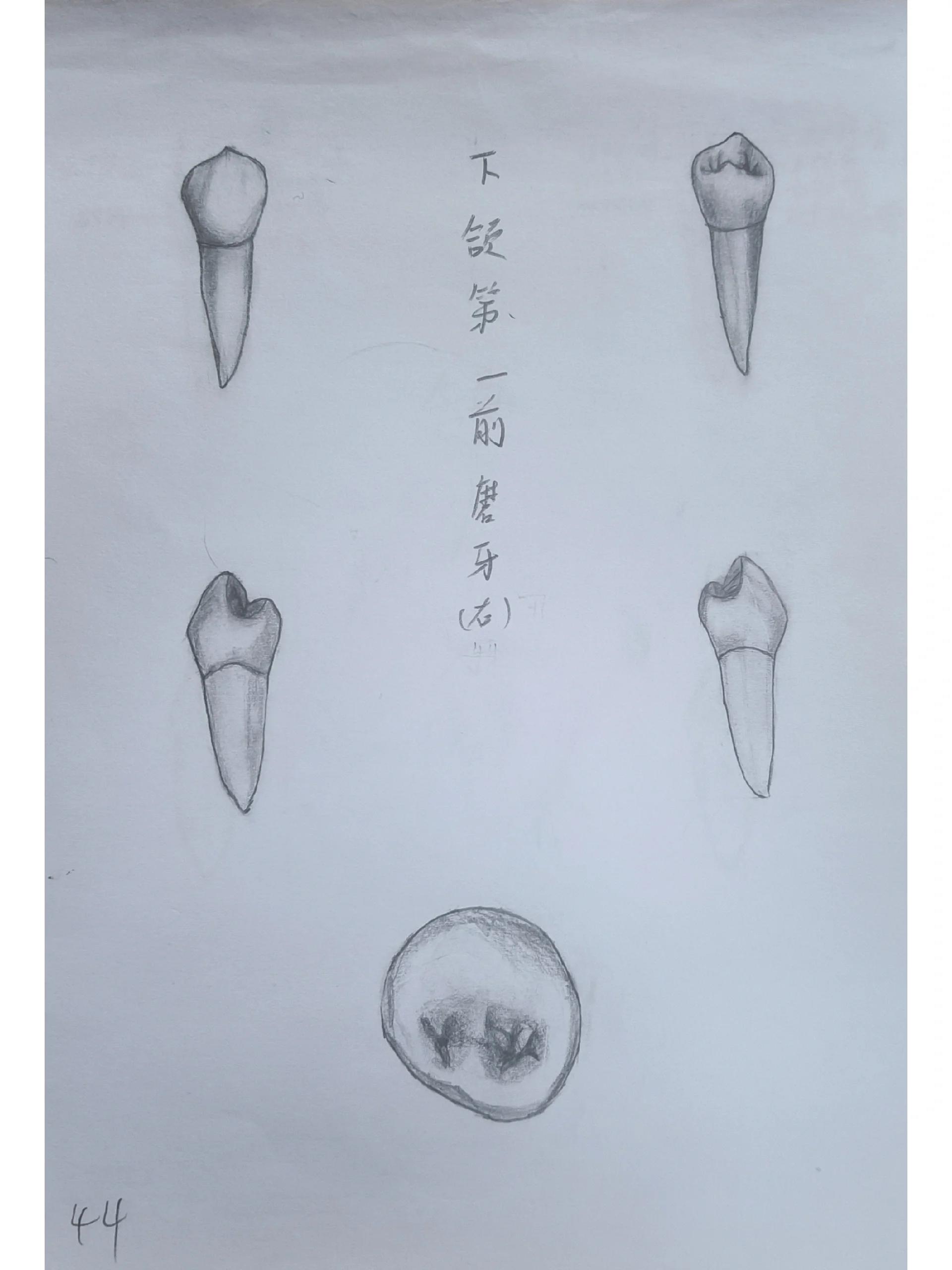 牙本质绘图图片