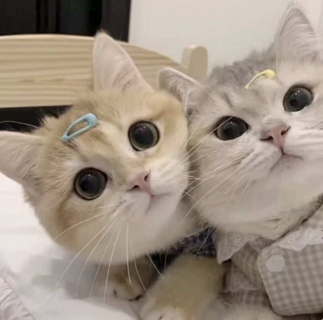 可爱小猫咪双人头像他来了