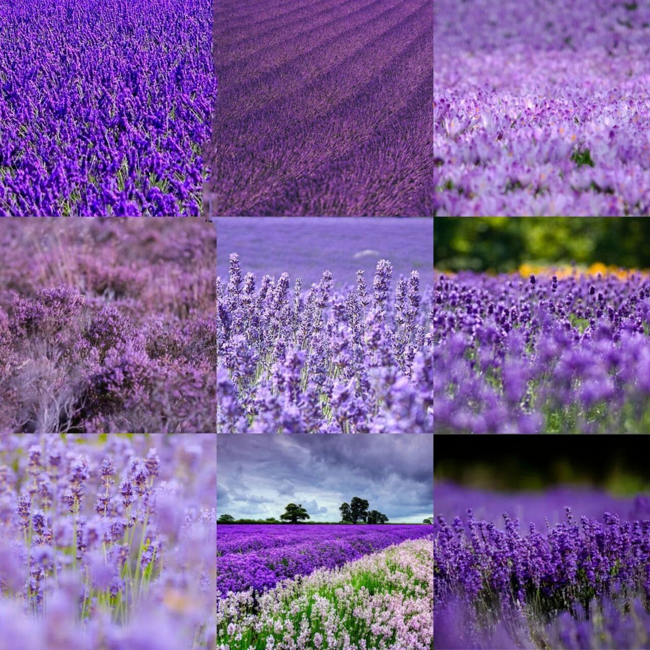 紫色花海头像来了!       每个都是绝绝子