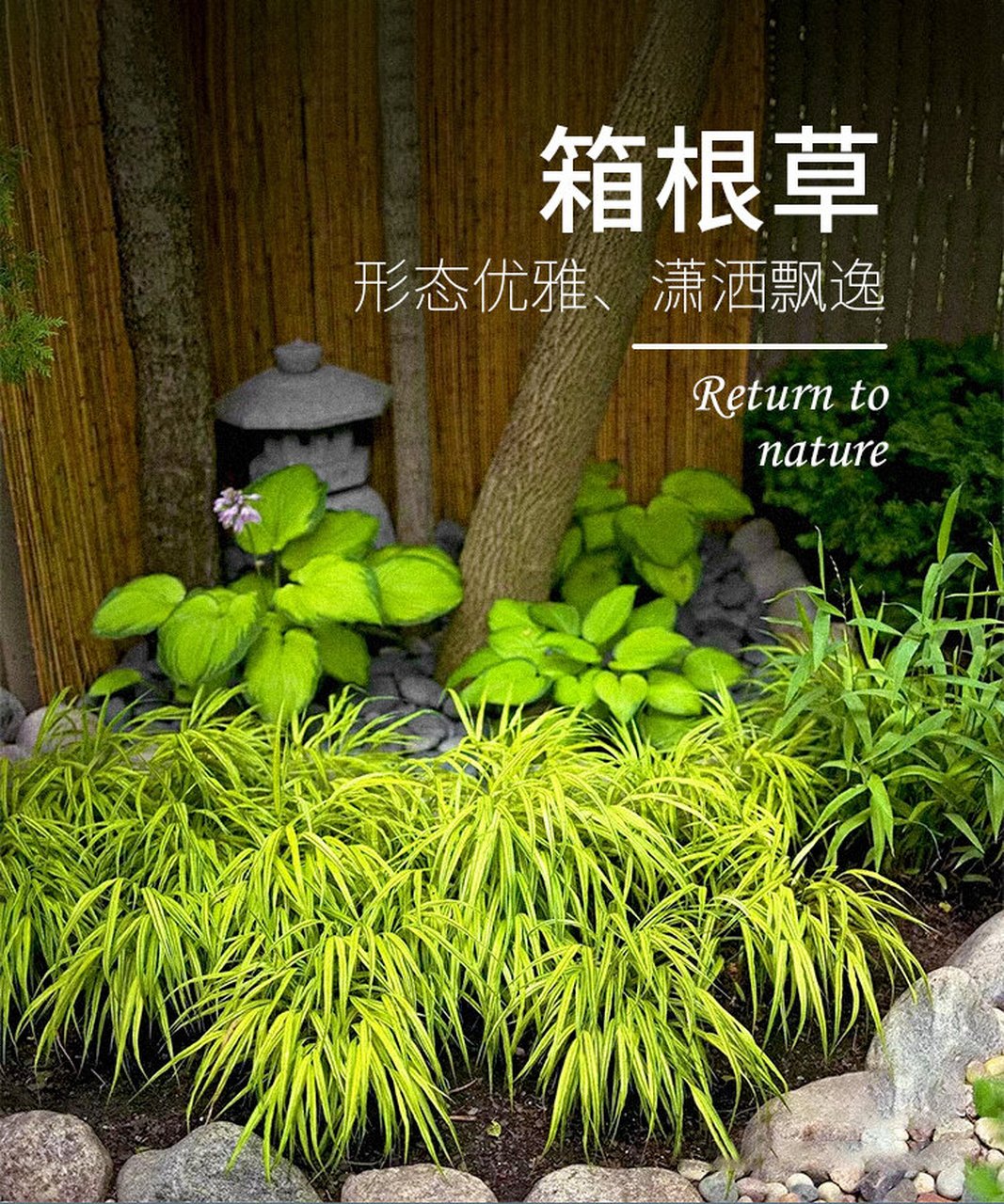 飘逸灵动,普通又不普通的山野草 箱根草 日本箱根草,又叫日本知风草