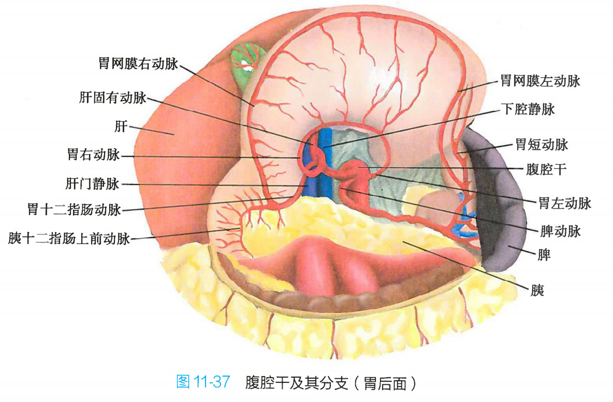 腹腔动脉解剖图谱图片