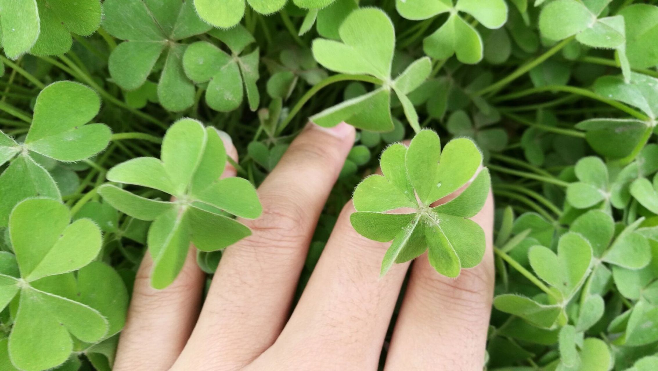 比四叶草更稀有的四叶酢浆草  你见过吗?