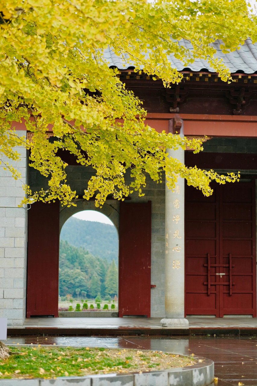 九江|千年古刹云居山真如寺的银杏黄了 云居山的真如寺是一座有着千年