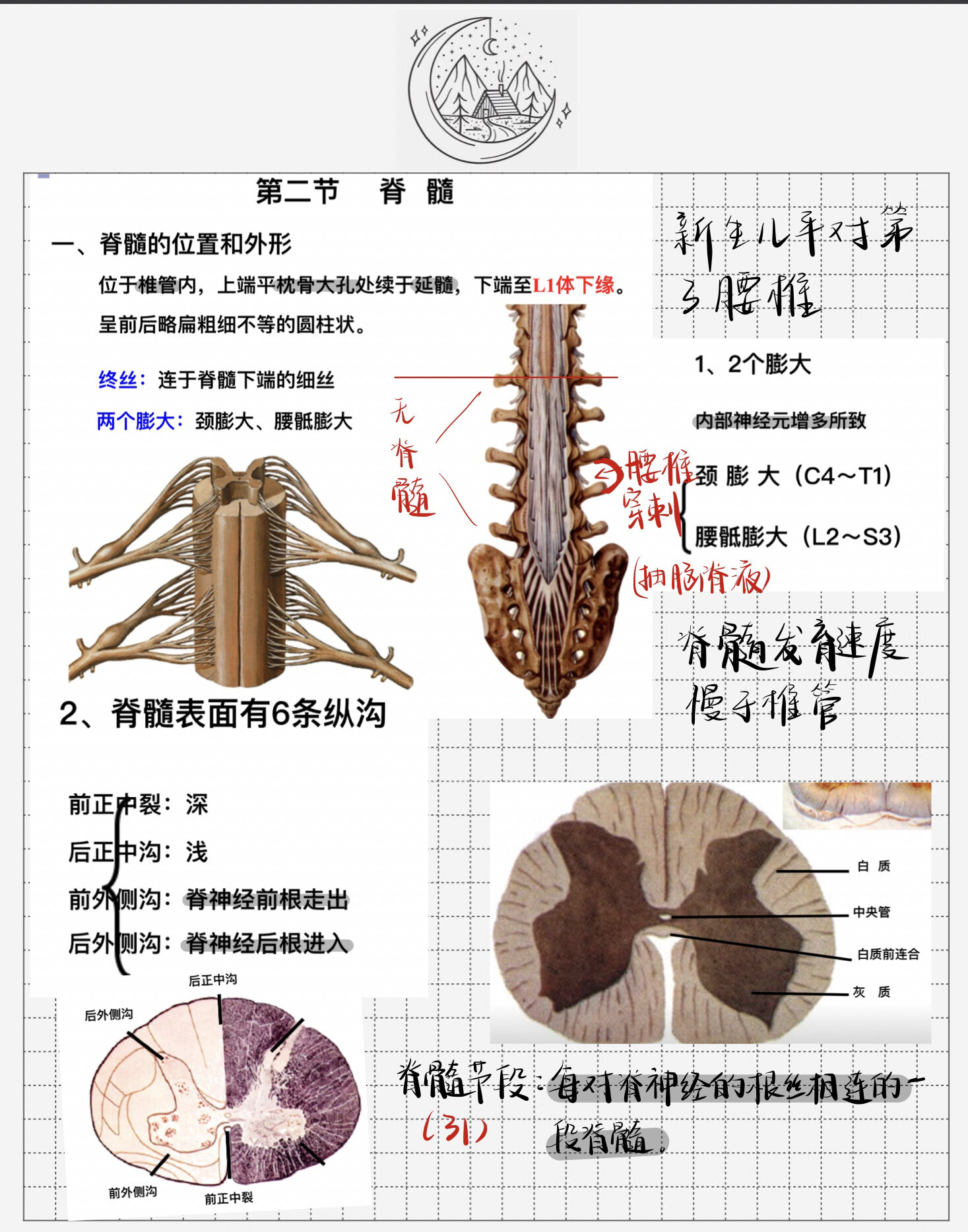 人体形态学 脊髓