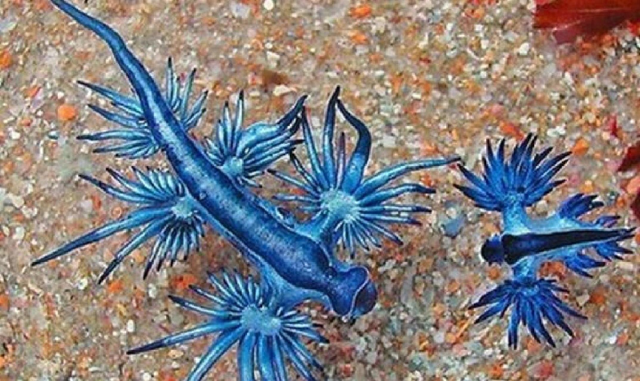 每天认识一种动物(14)大西洋海神海蛞蝓 中文名:大西洋海神海蛞蝓 学