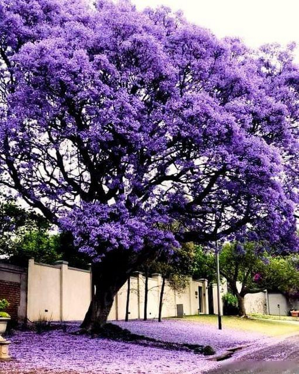 【城市风景】蓝花楹是最佳城市树种  蓝花楹因其美丽和对环境的有益