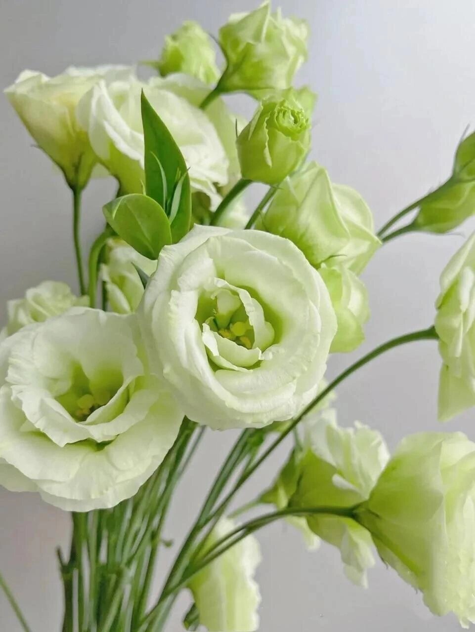绿色洋桔梗 花语:坚毅和信心.绿色是一种生机勃勃,充满活力的颜 ..