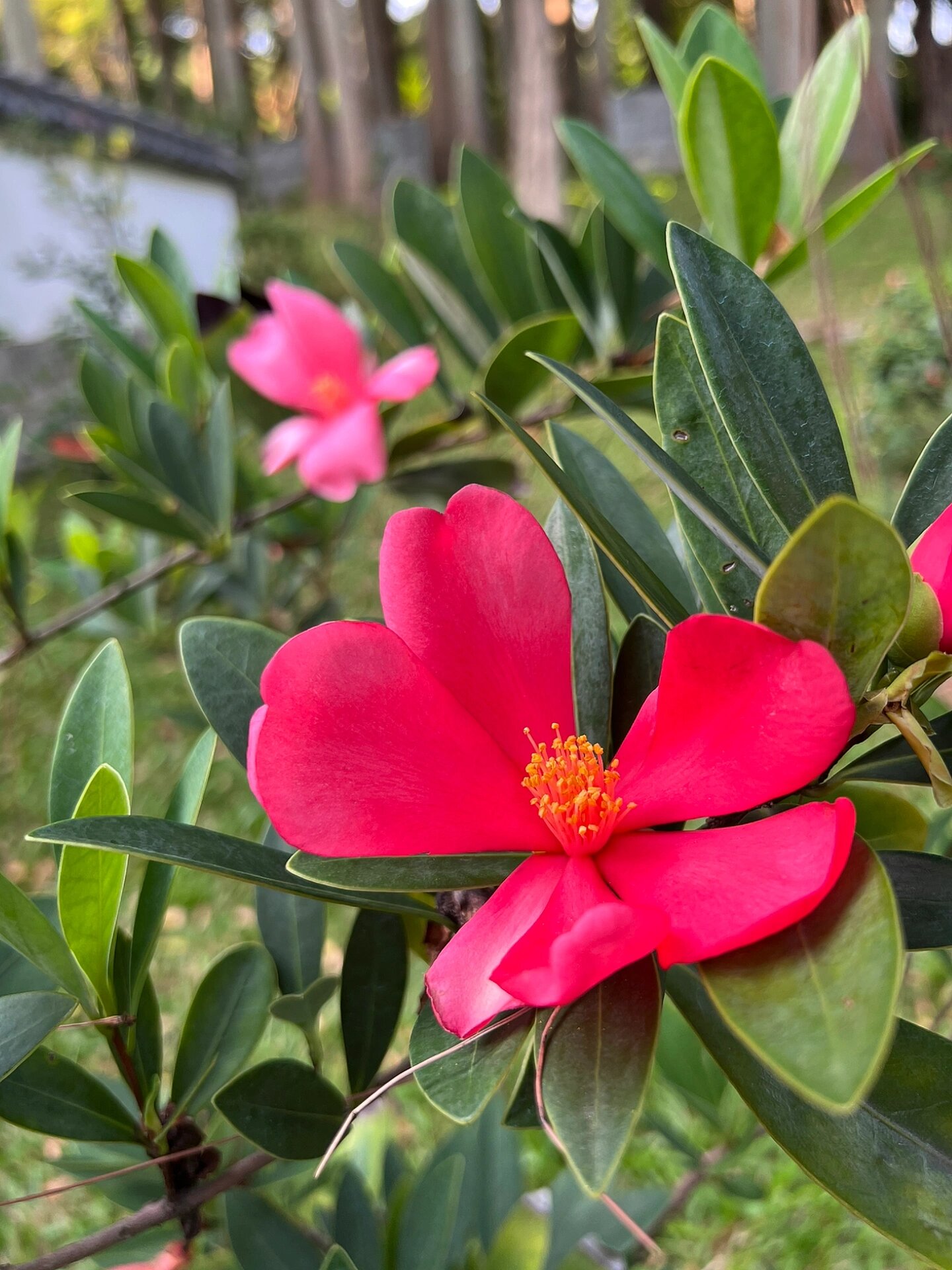 简单的六瓣就很美 花名:假大头茶,也叫杜鹃叶山茶,杜鹃红山茶 科属