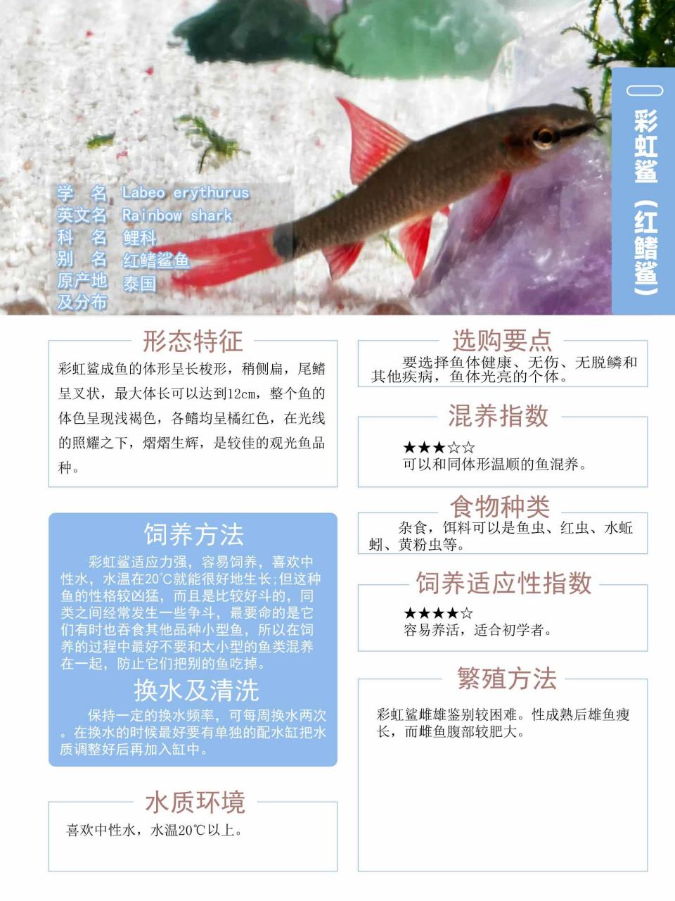 红鲨鱼介绍图片