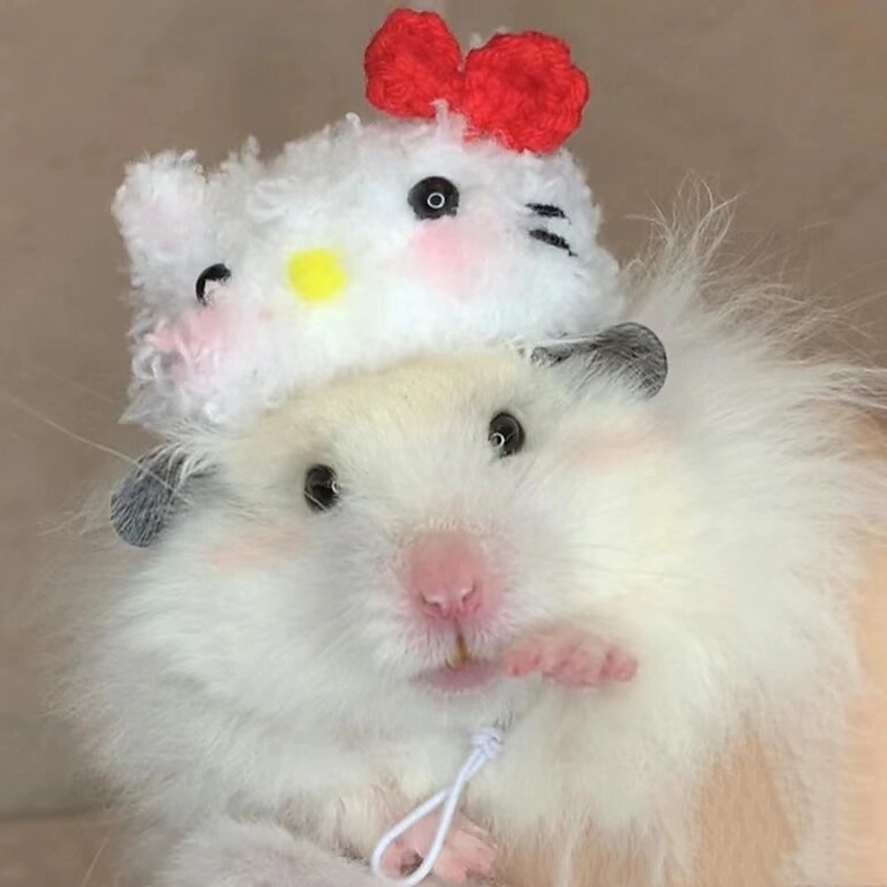 仓鼠头像!好看的仓头像来啦! 好久没更新了,因为上学原因哦!