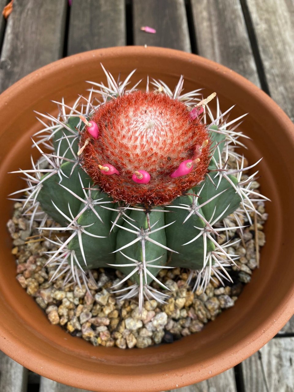 仙人球-魔云 层云是一个仙人掌品种,单生,球形,表皮蓝绿色至灰绿色,棱