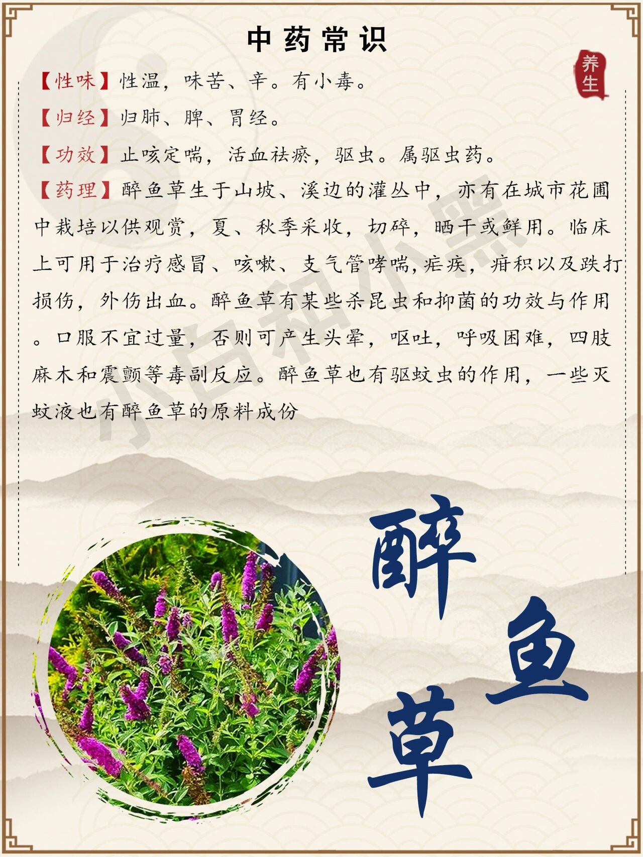 每天了解一种中药:醉鱼草