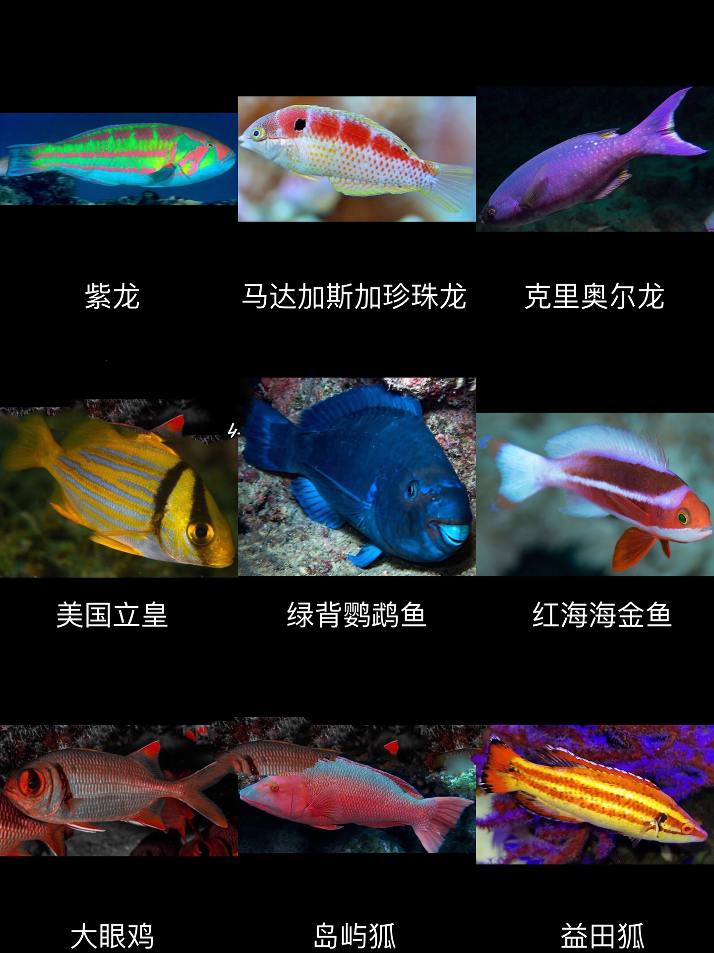 海水观赏鱼大全(中)72种你认识几种