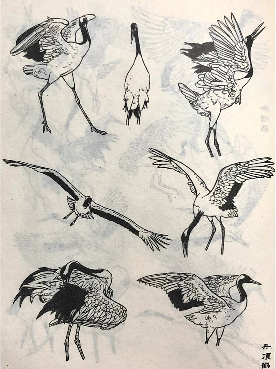 国画必学 线稿临摹 白描 白鹤丹顶鹤 禽鸟