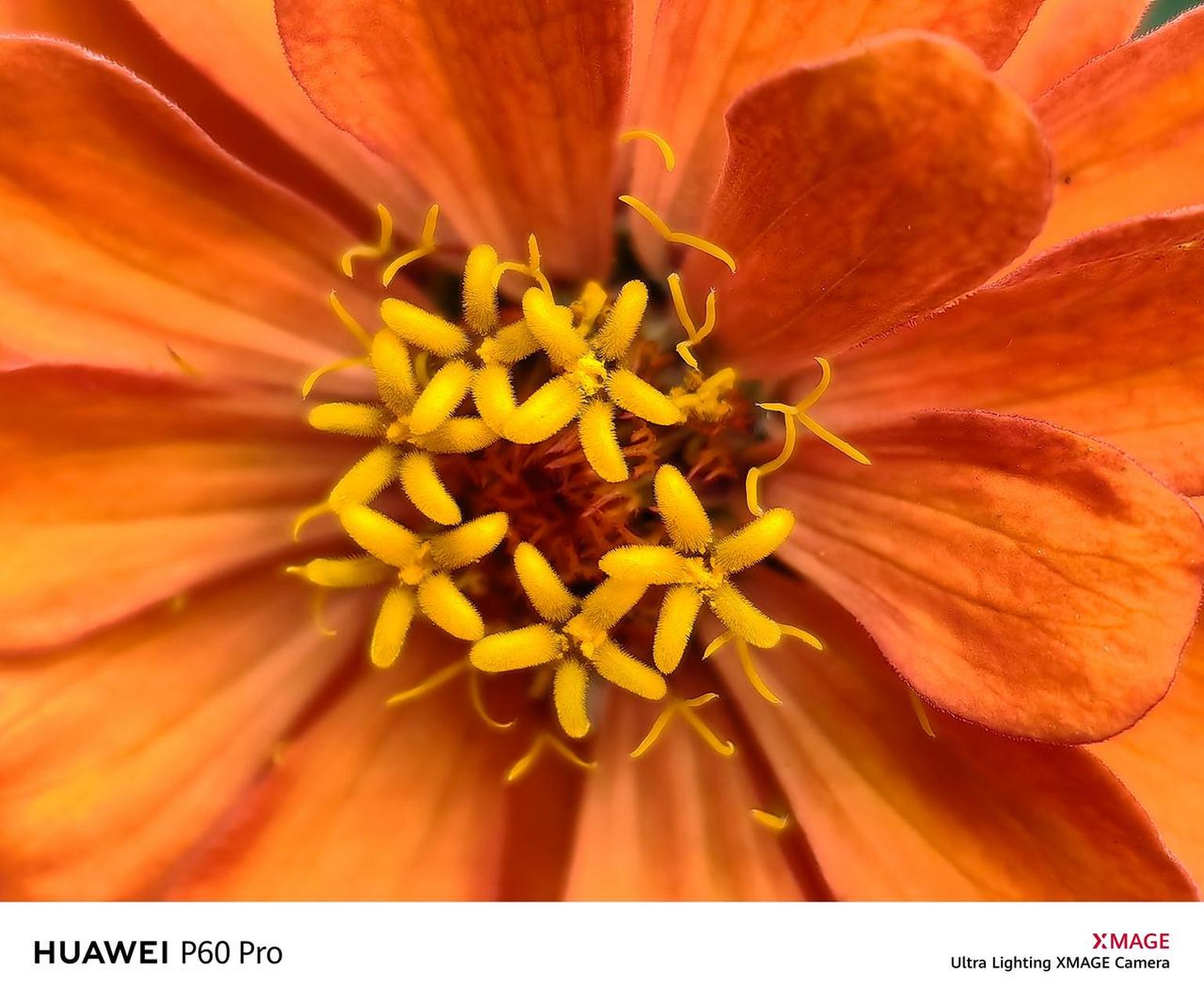 很久没用过手机微距拍照了,华为p60 pro这个微距甚是满意,3.